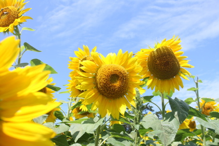 Enlarge photo 25