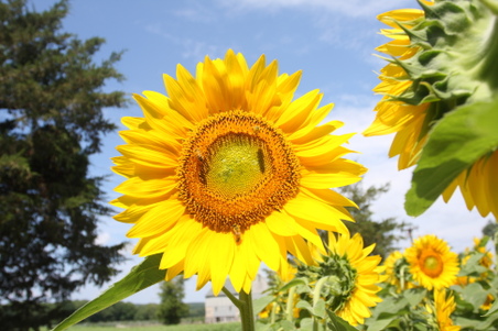Sunflower pics 7-20-2010