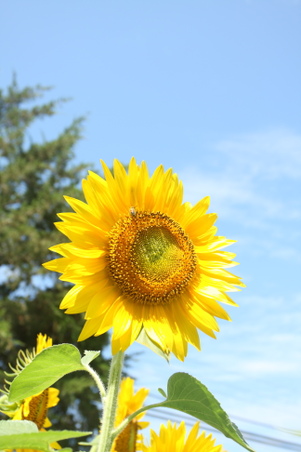 Enlarge photo 42