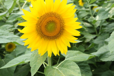 Enlarge photo 43