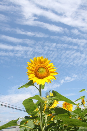 Enlarge photo 86