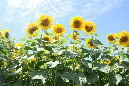 Enlarge photo 103