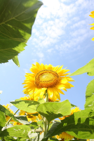 Enlarge photo 111