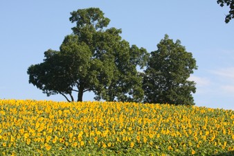 Sunflowers