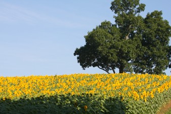 Enlarge photo 10