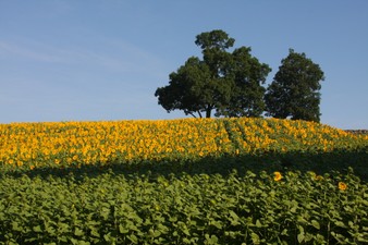 Enlarge photo 11