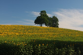 Enlarge photo 15
