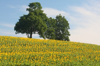 Enlarge photo 21