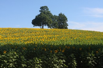 Enlarge photo 22