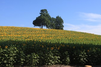 Enlarge photo 23