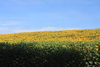Enlarge photo 25