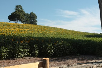 Enlarge photo 27