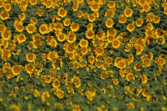 Enlarge photo 28