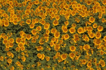 Enlarge photo 29