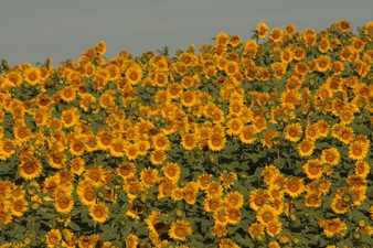 Enlarge photo 30