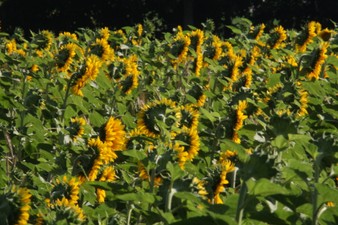 Enlarge photo 37