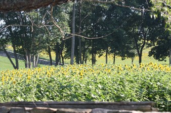 Enlarge photo 43