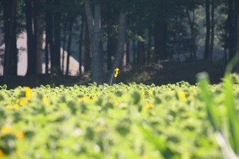 Enlarge photo 46