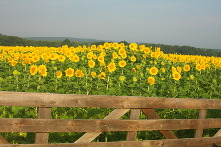 Enlarge photo 81