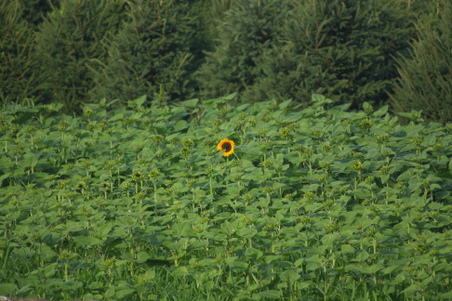 Enlarge photo 86