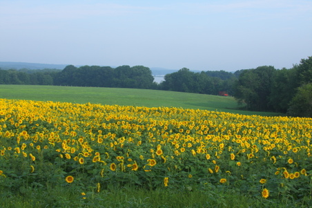 Enlarge photo 91