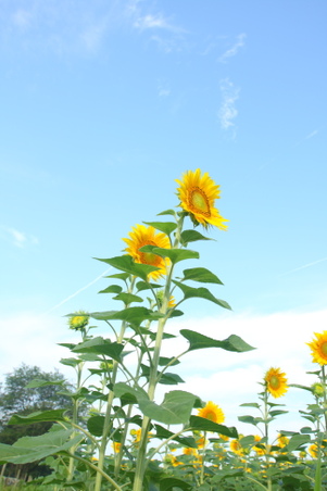 Enlarge photo 3