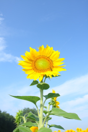 Sunflowers 7-17-2010