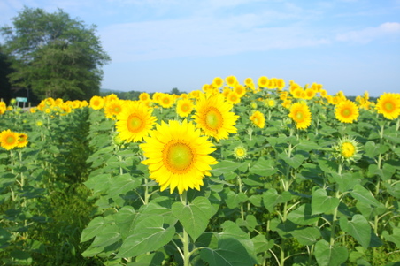 Enlarge photo 99
