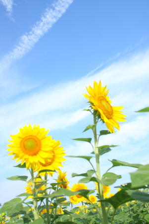 Enlarge photo 35