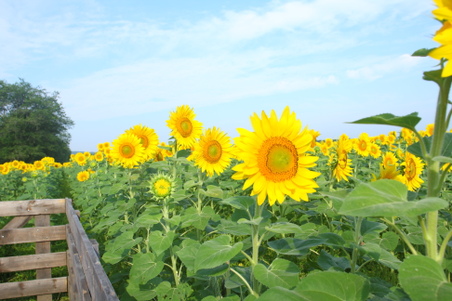 Enlarge photo 102