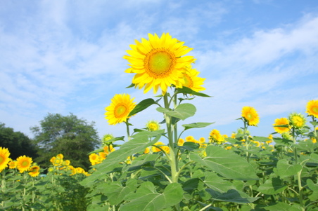 Enlarge photo 111