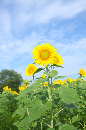 Enlarge photo 112