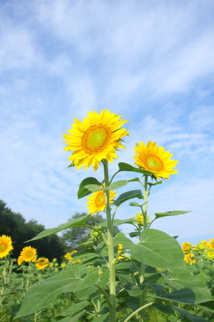 Enlarge photo 113
