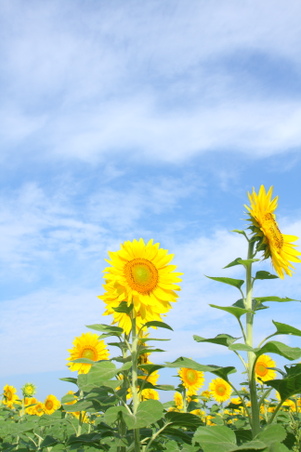 Enlarge photo 114