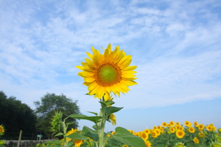 Enlarge photo 40