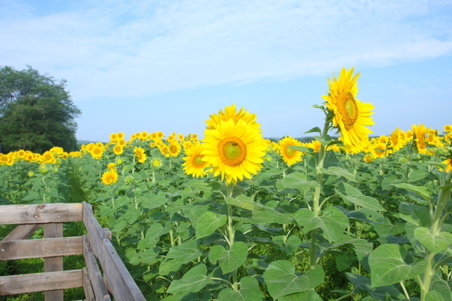 Enlarge photo 121