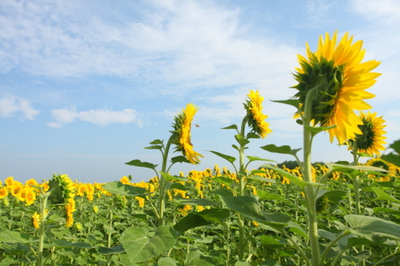 Enlarge photo 143
