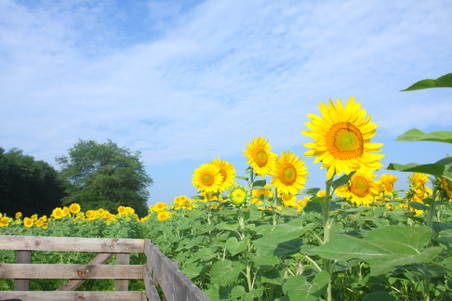 Enlarge photo 146