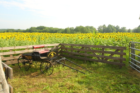Enlarge photo 148