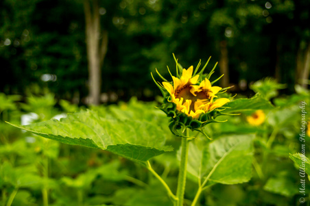 Enlarge photo 26