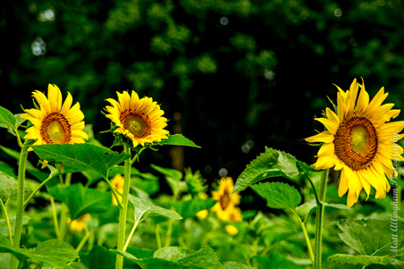Enlarge photo 28