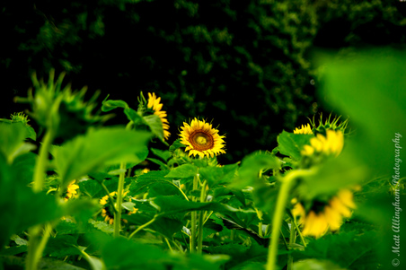 Enlarge photo 32