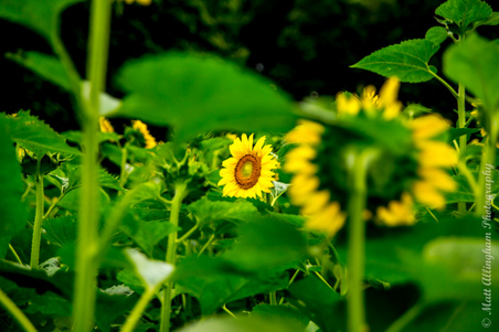 Enlarge photo 34