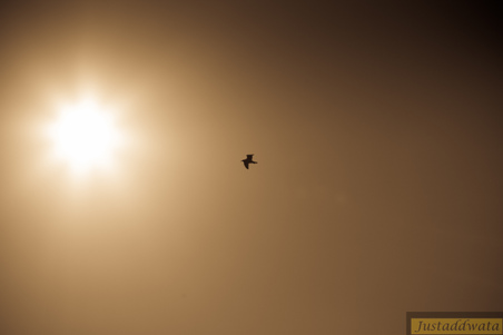 Enlarge photo 65