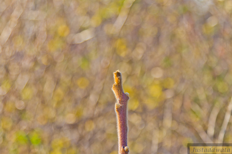 Enlarge photo 74