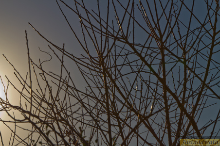 Enlarge photo 76