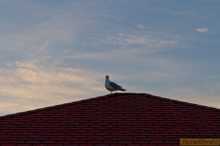 Enlarge photo 110