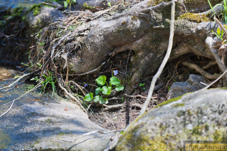 Enlarge photo 41