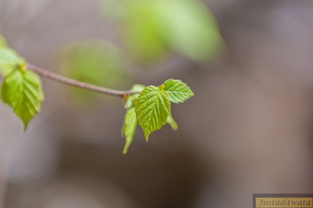 Enlarge photo 74