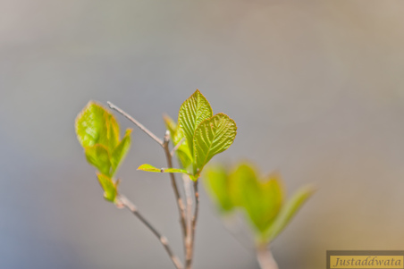 Enlarge photo 76